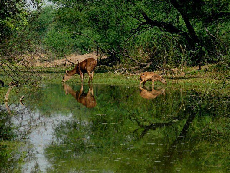 Hotel Eagle Nest Bharatpur Exterior photo